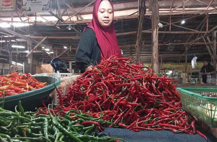 00-Perlihatkan Susun Cabai 2