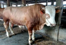 Bobot Tak Memenuhi Ketentuan, Sapi Kurban Bantuan Presiden untuk Meranti Dipasok dari Luar